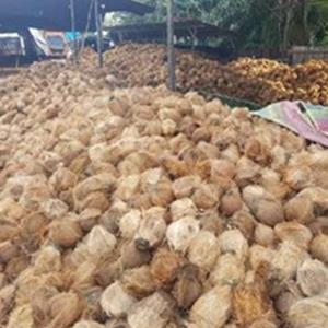 Fresh Mature Coconut